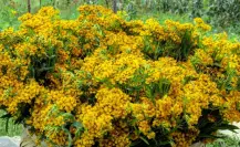 Plantas nativas de Coahuila, yerbanís ¿por qué su infusión es curativa?