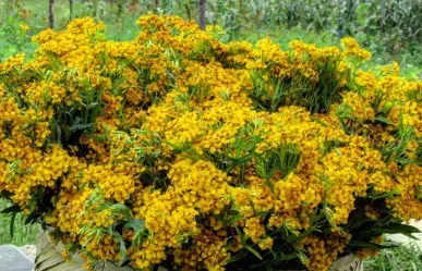 Plantas nativas de Coahuila, yerbanís ¿por qué su infusión es curativa?
