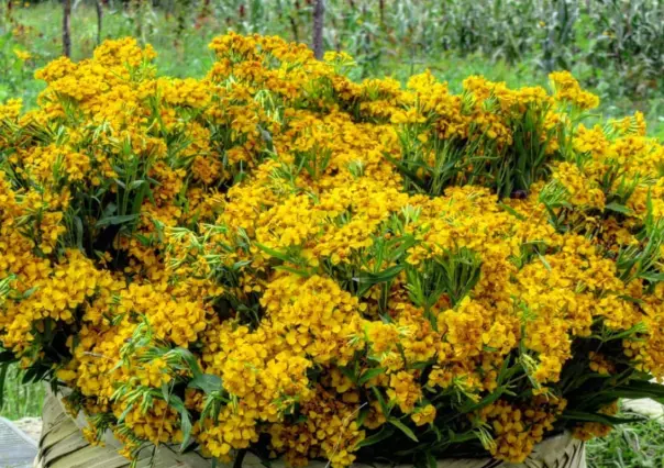 Plantas nativas de Coahuila, yerbanís ¿por qué su infusión es curativa?