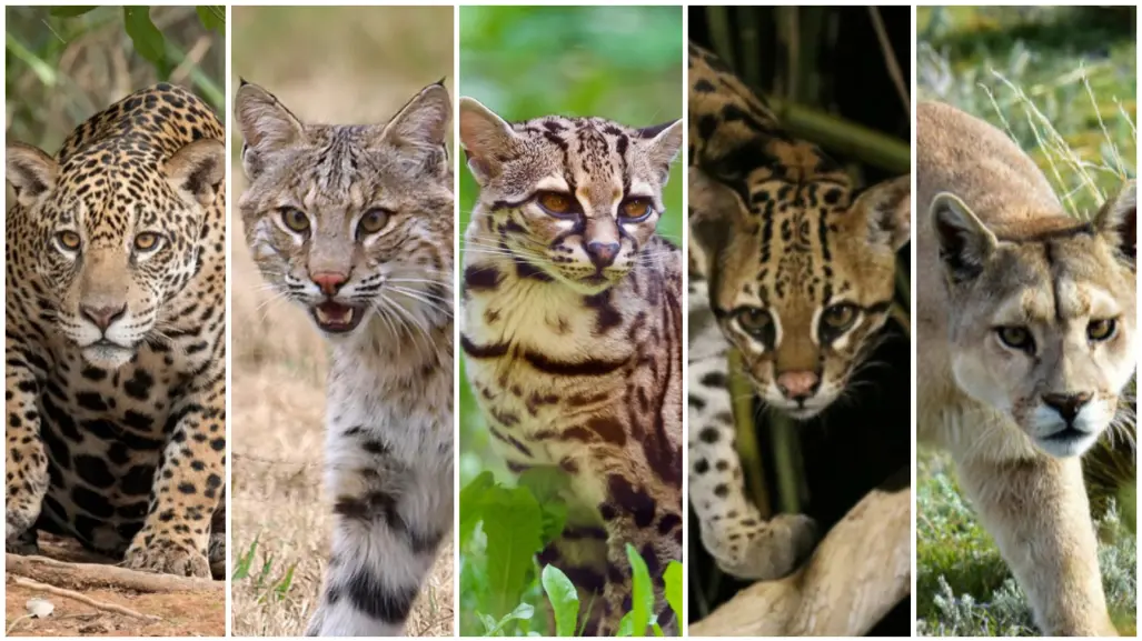 5 felinos nativos que viven en el bosque de Durango