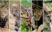 5 felinos nativos que viven en el bosque de Durango