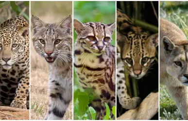 5 felinos nativos que viven en el bosque de Durango