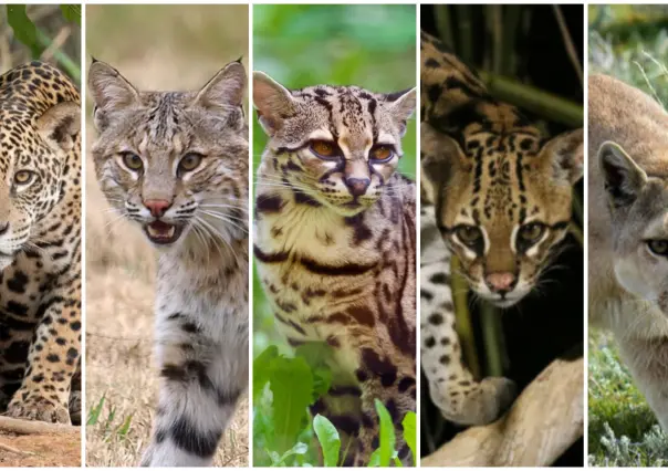 5 felinos nativos que viven en el bosque de Durango
