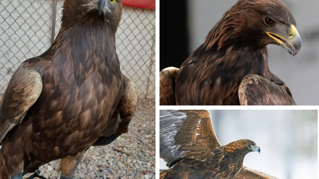 Animales nativos en Coahuila; el águila real, símbolo nacional