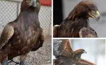 Animales nativos en Coahuila; el águila real, símbolo nacional