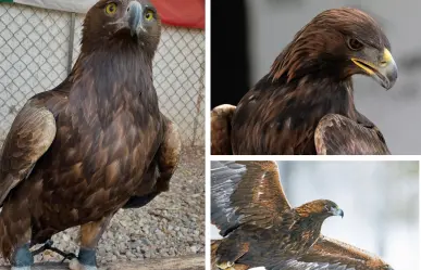 Animales nativos en Coahuila; el águila real, símbolo nacional