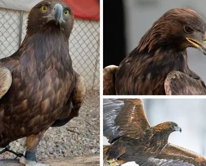 Animales nativos en Coahuila; el águila real, símbolo nacional