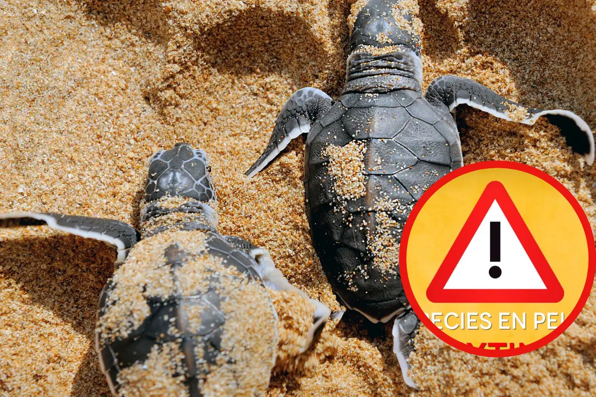 La tortuga lora es el animal marino nativo de Tamaulipas que se encuentra en peligro de extinción y forma parte importante del ecosistema de MéxicoFreepik