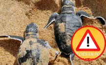 El animal marino nativo de Tamaulipas que se encuentra en peligro de extinción