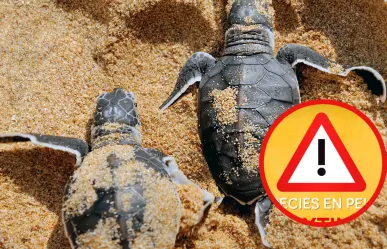 El animal marino nativo de Tamaulipas que se encuentra en peligro de extinción