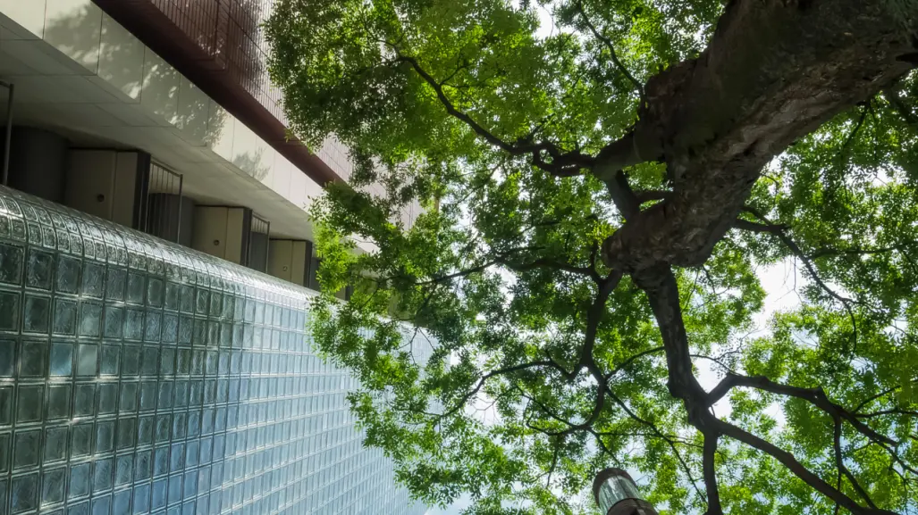 ¿Cómo tramitar el permiso para talar un árbol en Edomex y evitar multas de miles de pesos?
