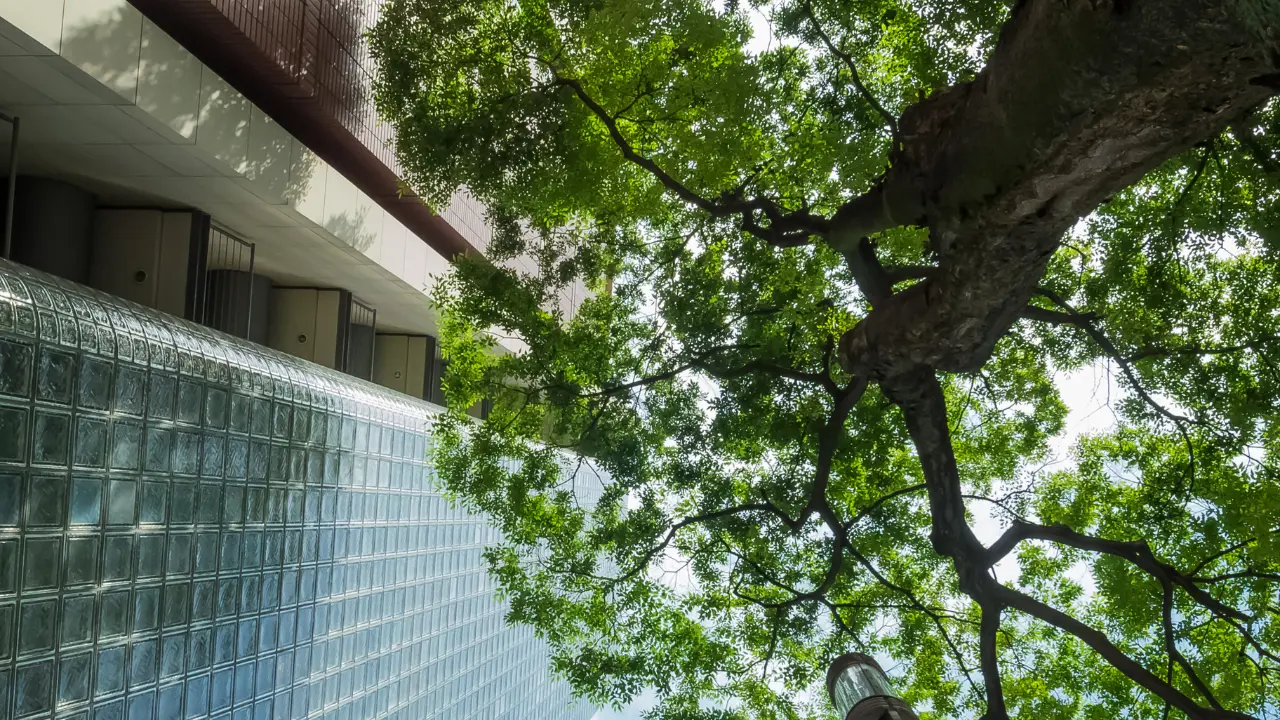 Los árboles son esenciales para mantener el equilibrio ambiental en el Edomex. Foto: Canva
