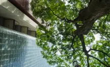 ¿Cómo tramitar el permiso para talar un árbol en Edomex y evitar multas de miles de pesos?