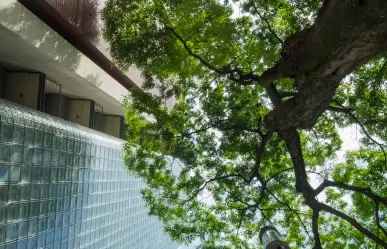 ¿Cómo tramitar el permiso para talar un árbol en Edomex y evitar multas de miles de pesos?