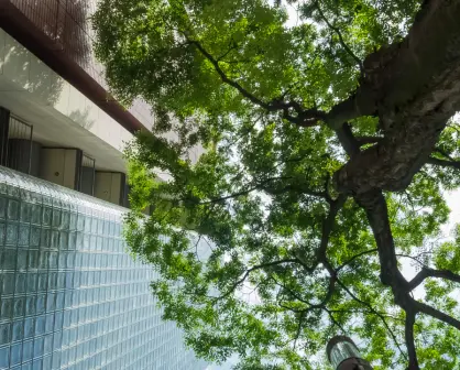 ¿Cómo tramitar el permiso para talar un árbol en Edomex y evitar multas de miles de pesos?