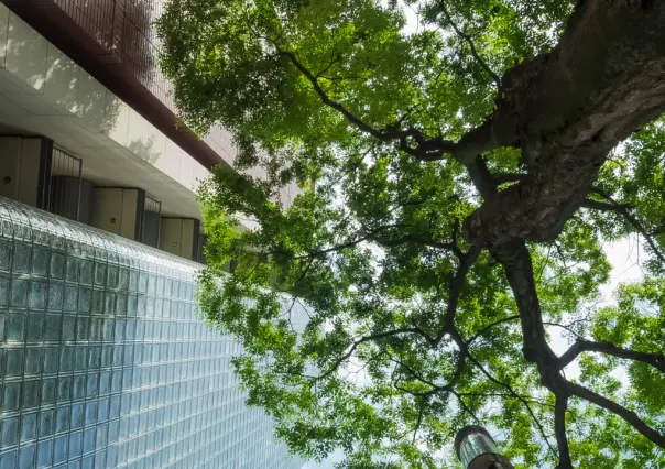 ¿Cómo tramitar el permiso para talar un árbol en Edomex y evitar multas de miles de pesos?