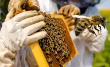 Así afecta la sequía en Durango a la producción de miel