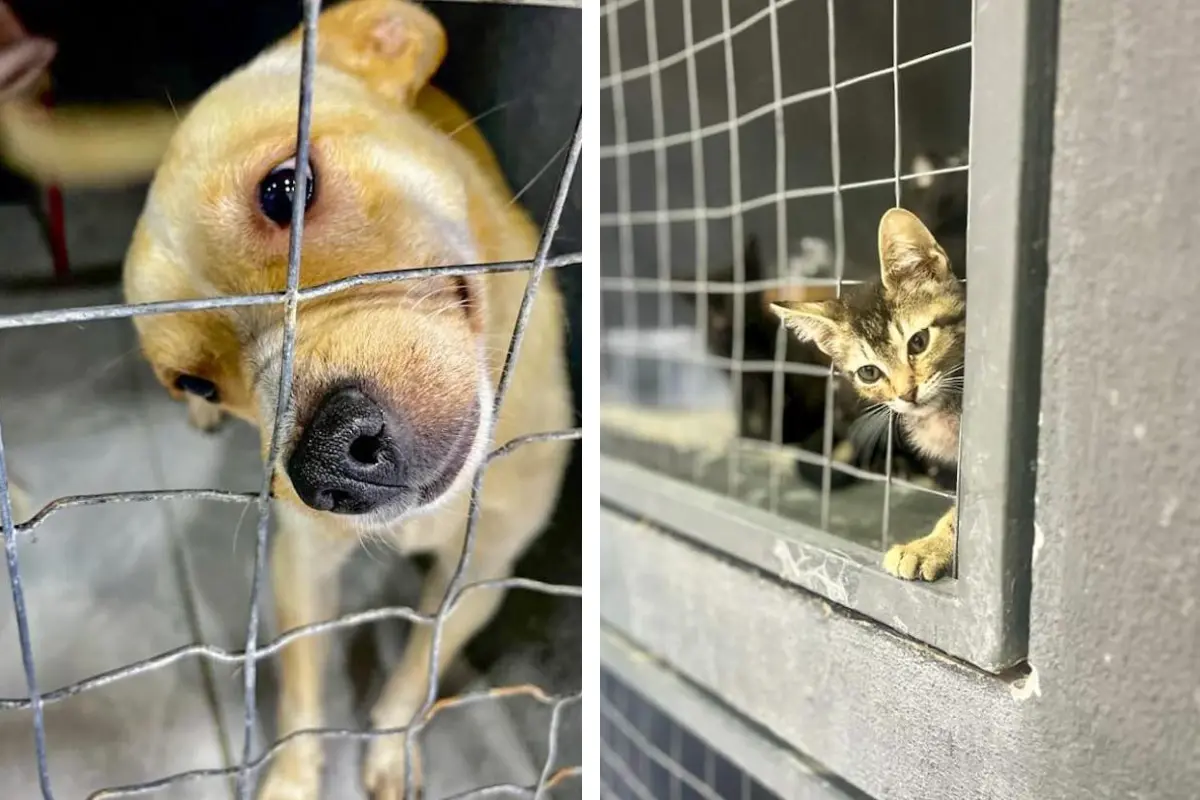 El centro será atendido en turnos vespertinos por dos médicos veterinarios y dos asistentes generales, quienes garantizarán el cuidado diario de los animales./Foto: Redes Sociales