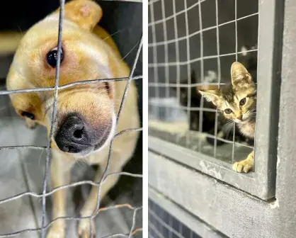 Centro de Bienestar Animal en Saltillo casi una realidad, ¿qué es?