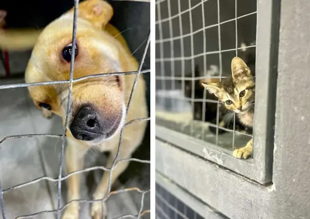 Centro de Bienestar Animal en Saltillo casi una realidad, ¿qué es?