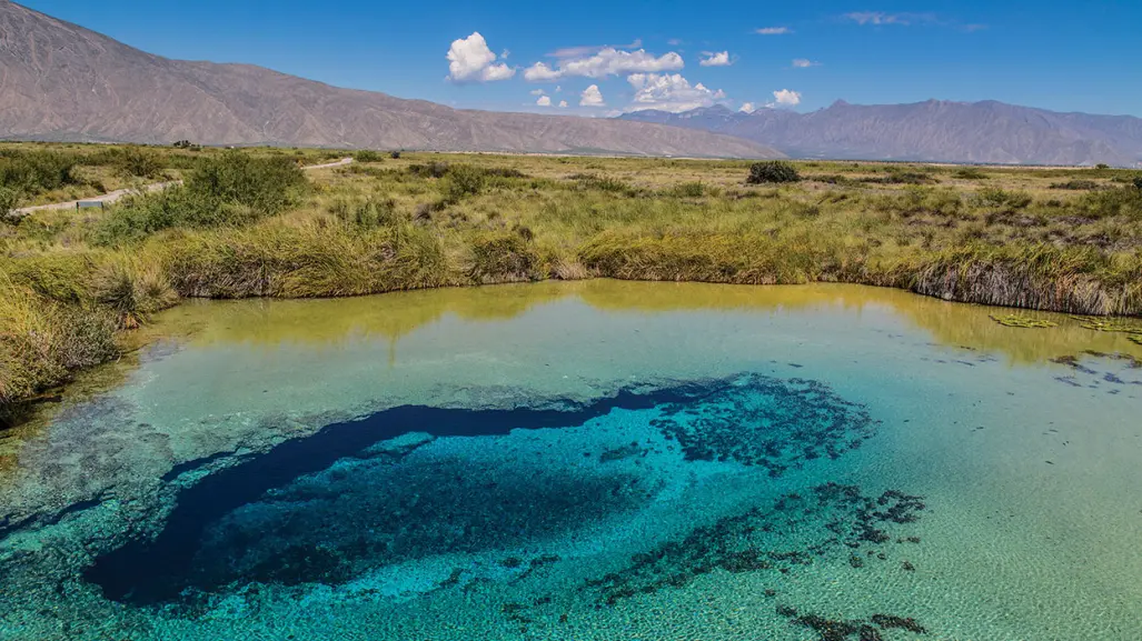 Esta especie acuática nativa de Coahuila está en peligro de extinción