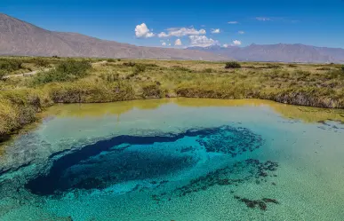 Esta especie acuática nativa de Coahuila está en peligro de extinción