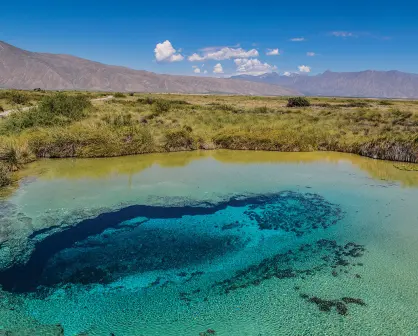 Esta especie acuática nativa de Coahuila está en peligro de extinción
