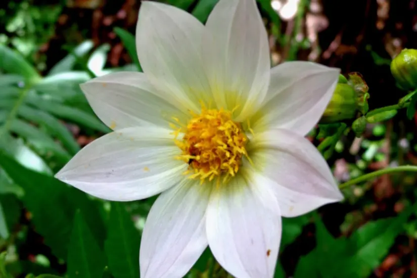 La dalia tiene propiedades medicinales como auxiliar en el tratamiento de la tos y la fiebre. Foto: iNaturalist