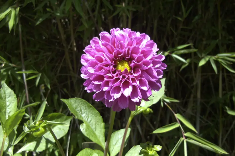 La dalia es la flor que representa a México. Foto: Wikipedia