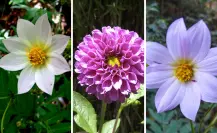 Esta flor nativa de Tamaulipas es usada para el tratamiento de la tos y la fiebre
