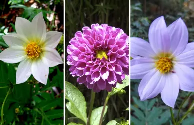 Esta flor nativa de Tamaulipas es usada para el tratamiento de la tos y la fiebre