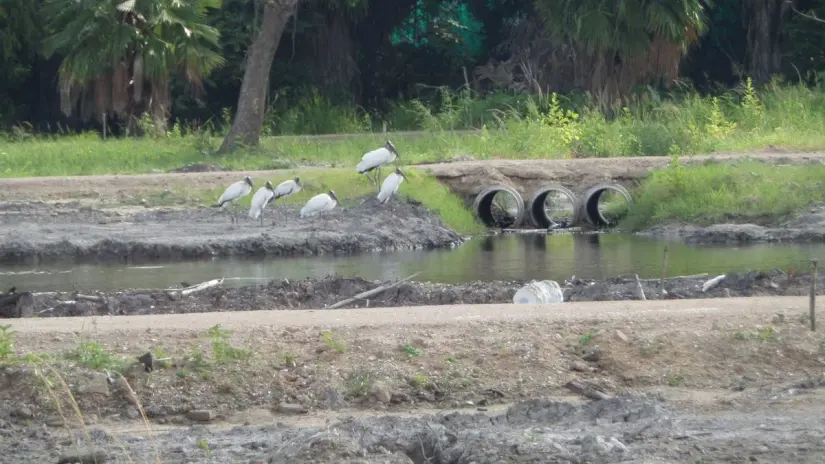 Descarga de aguas negras en una zona que debería de haber humedales. 