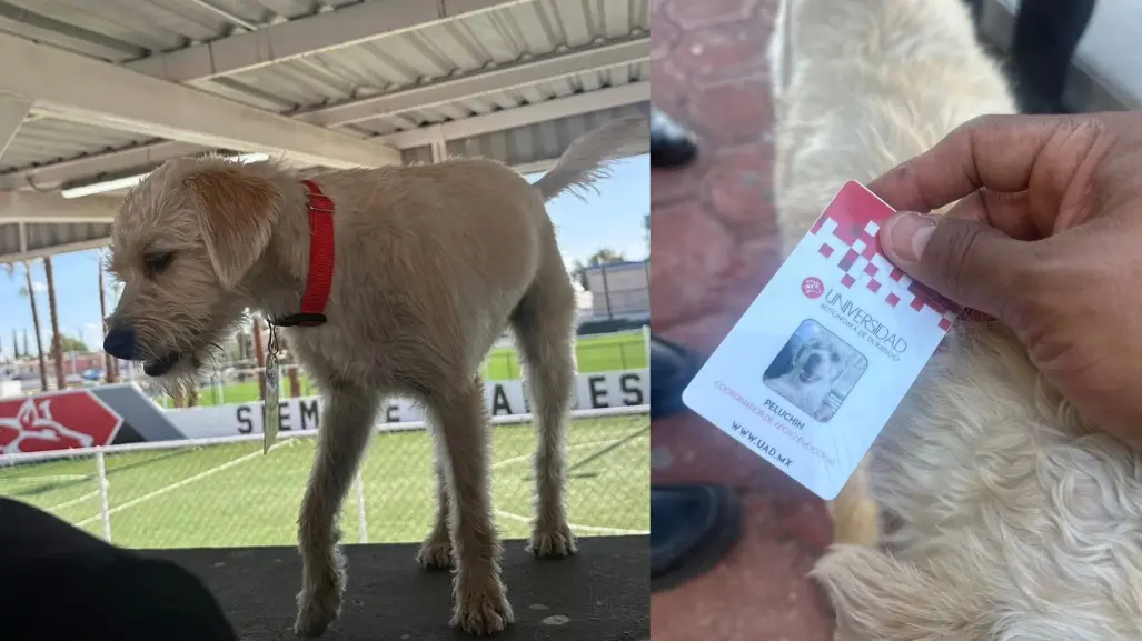 ¿Tiene dueño? Esto se sabe el perrito que fue nombrado Coordinador de Apoyo Emocional en la UAD