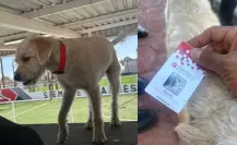 ¿Tiene dueño? Esto se sabe el perrito que fue nombrado Coordinador de Apoyo Emocional en la UAD