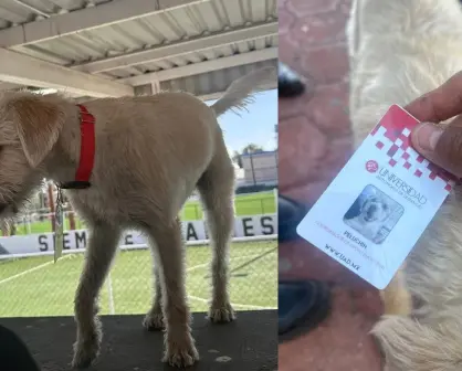 ¿Tiene dueño? Esto se sabe el perrito que fue nombrado Coordinador de Apoyo Emocional en la UAD