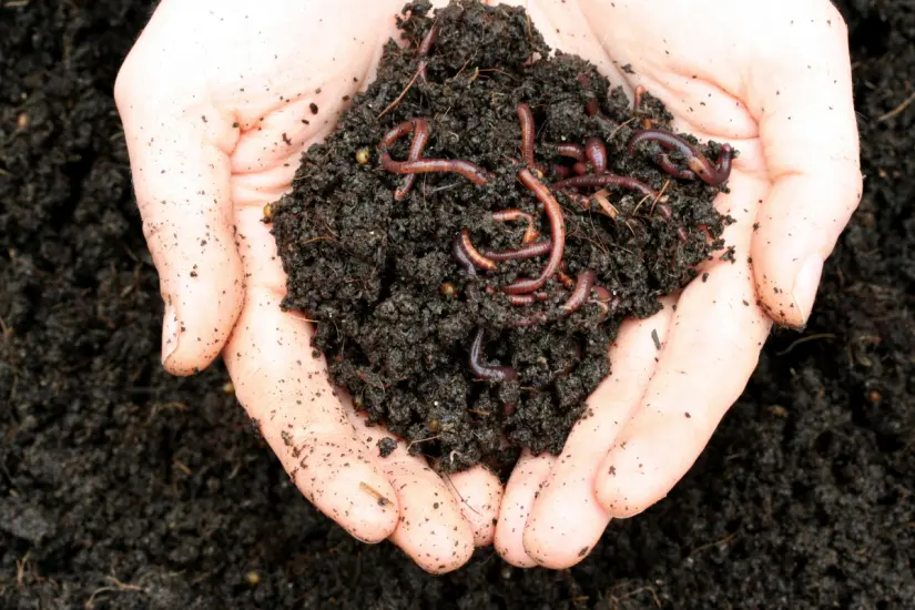Las heces de tu perro combinada con lombrices rojas logran ser un recurso valioso al hacer composta que alimenta tus plantas. Foto: Canva