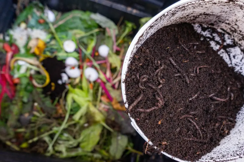 Transformar las heces de tu perro en composta es una excelente forma de reciclar y cuidar el medioambiente. Foto: Canva