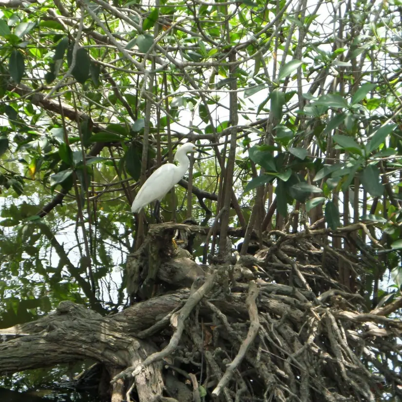 Especies buscando mudándose en busca de su hábitat