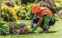 Estas son las plantas que debes podar antes de julio para tener más flores en semanas