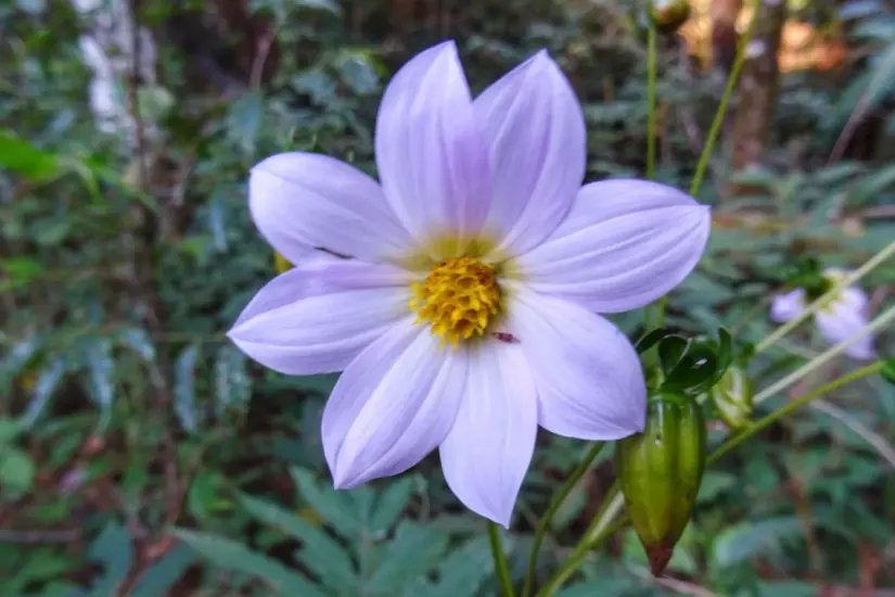 Tamaulipas cuenta con su propia Dalia, la Dahlia tamaulipana, descubierta apenas en 2010. Foto: Gobierno de México