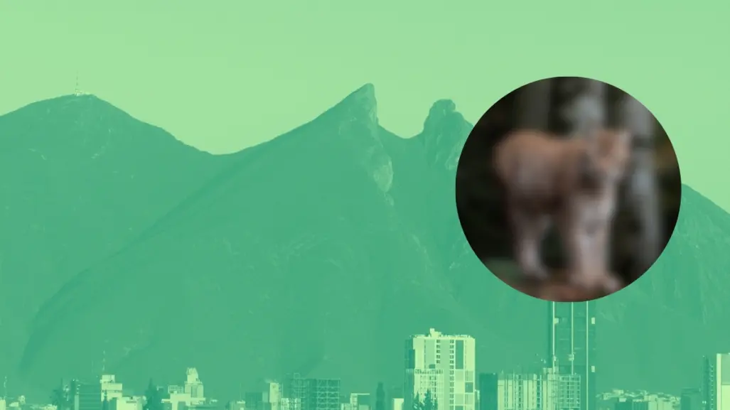 Este es el animal nativo de Nuevo León que vive en el icónico Cerro de la Silla