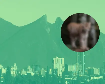 Este es el animal nativo de Nuevo León que vive en el icónico Cerro de la Silla