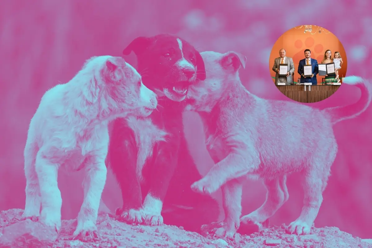 El gobernador Samuel García y de fondo perritos. Foto: Composición Canva