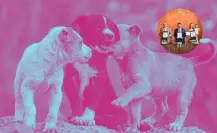 Maltrato animal en Nuevo León: Estos son los cambios que tendrá la nueva reforma de ley 