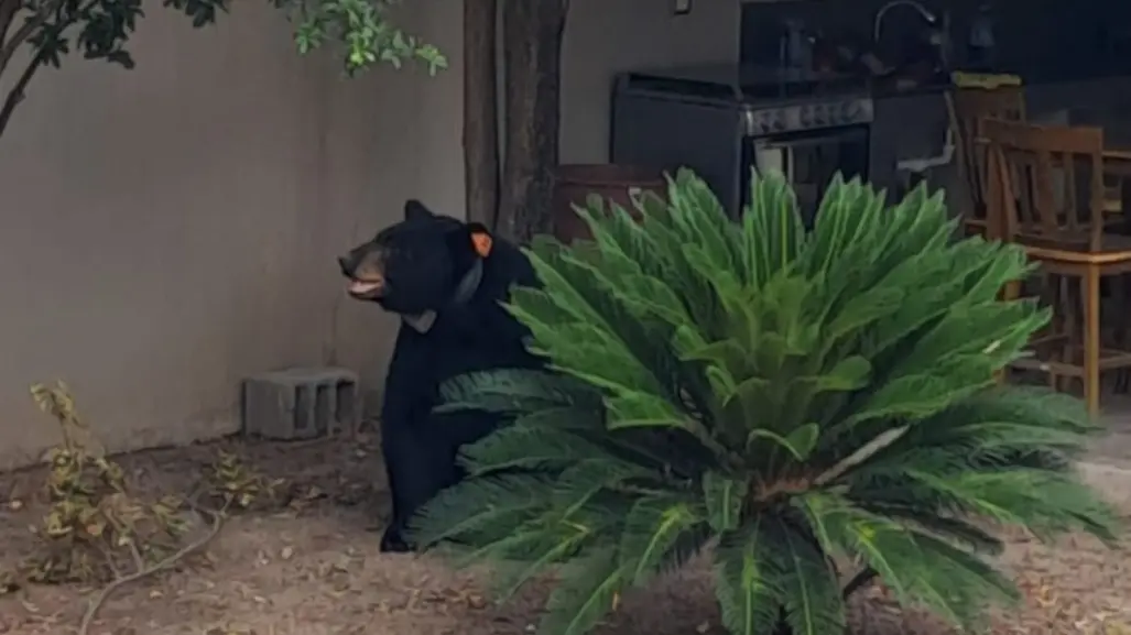 Rescatan a oso negro cuando paseaba por una vivienda en Allende, Nuevo León