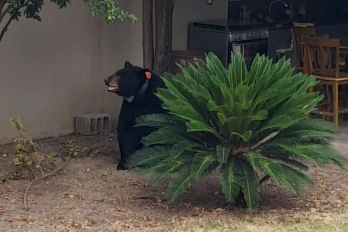 Un oso negro en Allende, Nuevo León. Foto: Instagram Lalo Leal