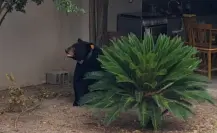 Rescatan a oso negro cuando paseaba por una vivienda en Allende, Nuevo León