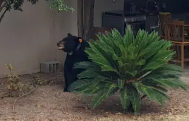 Rescatan a oso negro cuando paseaba por una vivienda en Allende, Nuevo León