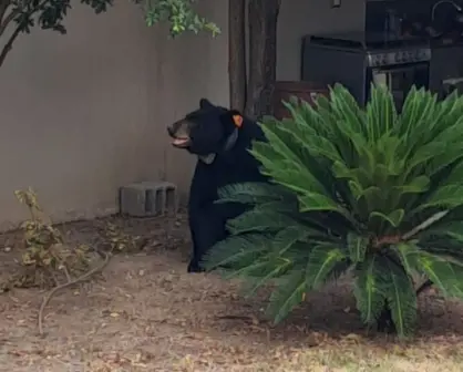 Rescatan a oso negro cuando paseaba por una vivienda en Allende, Nuevo León