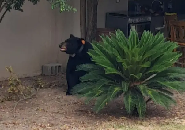 Rescatan a oso negro cuando paseaba por una vivienda en Allende, Nuevo León